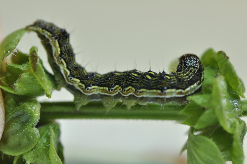 identificazione bruchi su basilico - Helicoverpa armigera